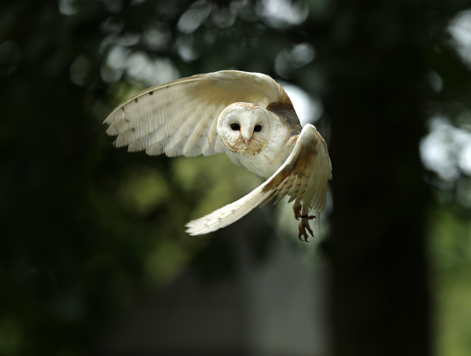 http://www.townandcountryfalconry.co.uk/wp-content/uploads/2016/12/Fotolia_115944843_Subscription_Monthly_M.jpg