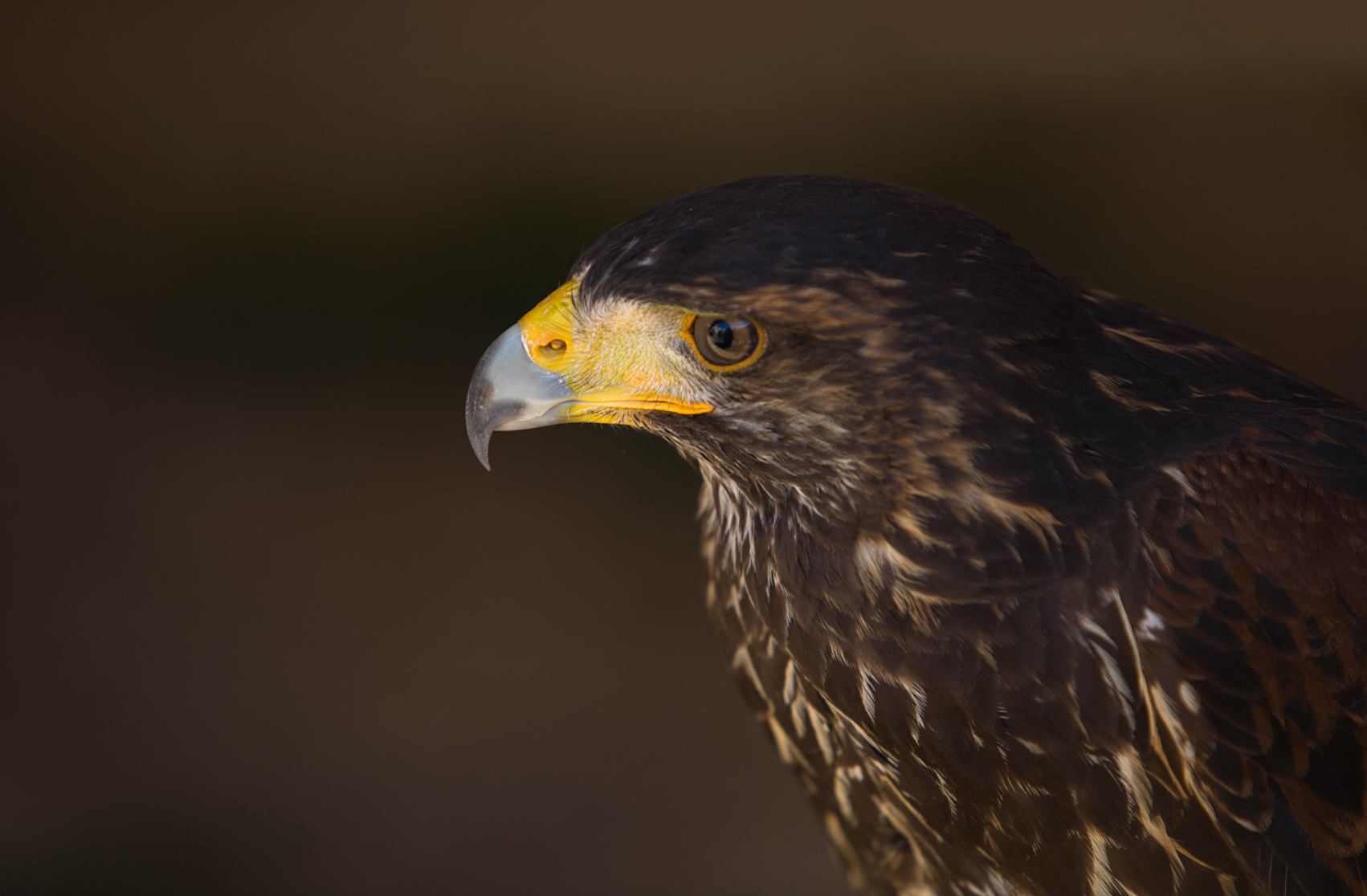 http://www.townandcountryfalconry.co.uk/wp-content/uploads/2016/12/Fotolia_38402187_Subscription_Monthly_M.jpg