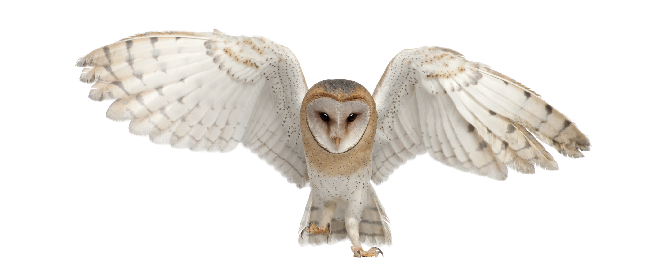 http://www.townandcountryfalconry.co.uk/wp-content/uploads/2016/12/Fotolia_42862264_Subscription_Monthly_M.jpg