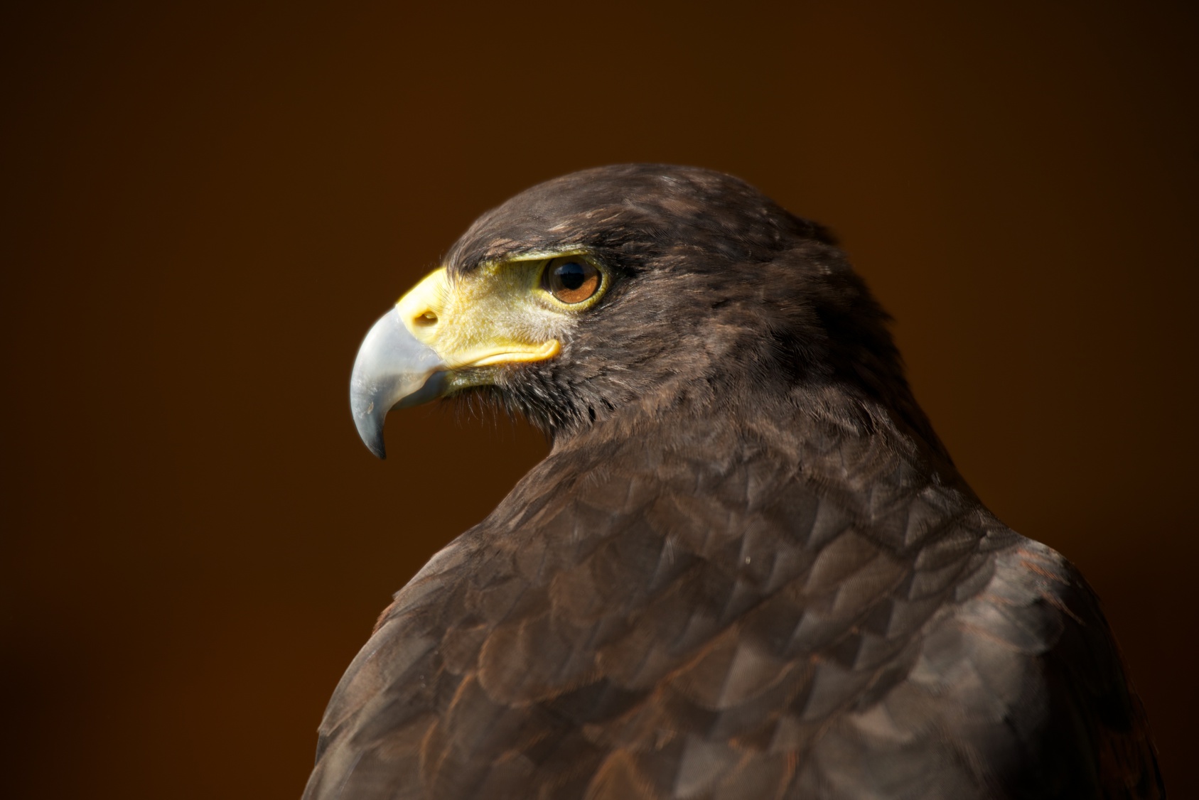 http://www.townandcountryfalconry.co.uk/wp-content/uploads/2016/12/Fotolia_71555907_Subscription_Monthly_M.jpg