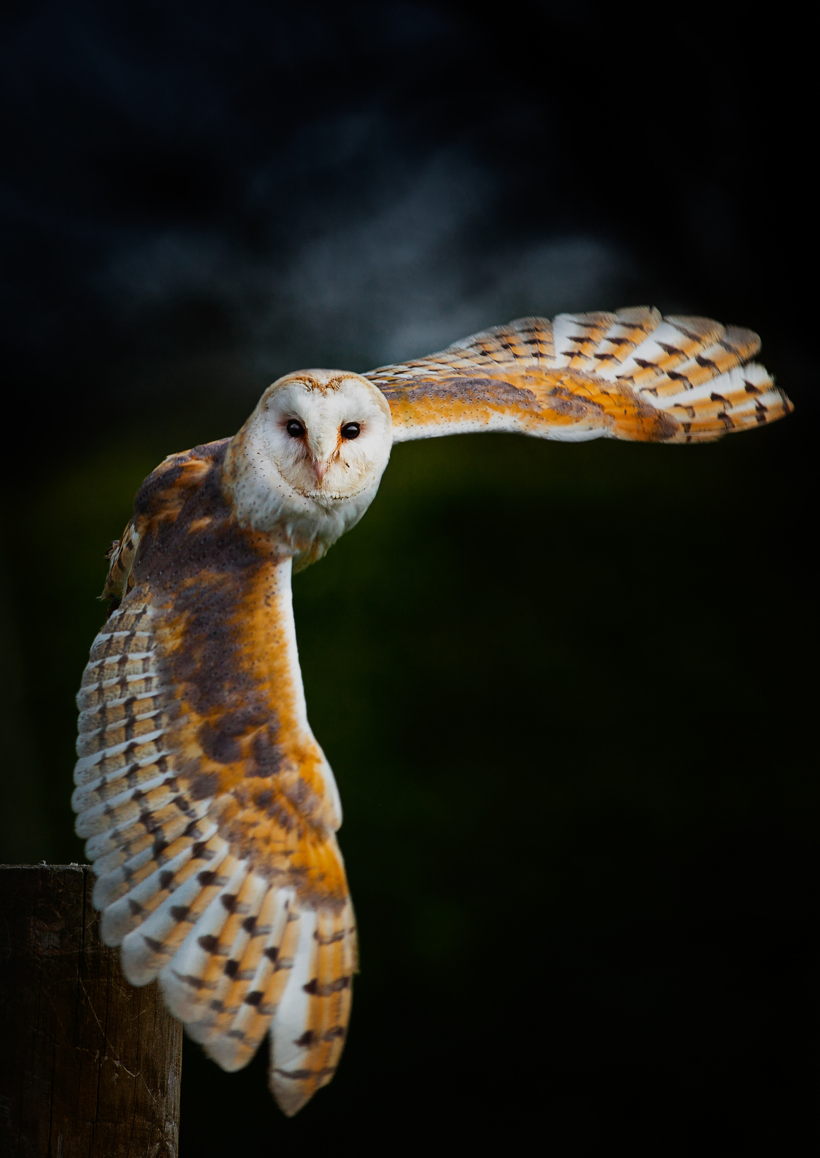 Barn owl deals ring