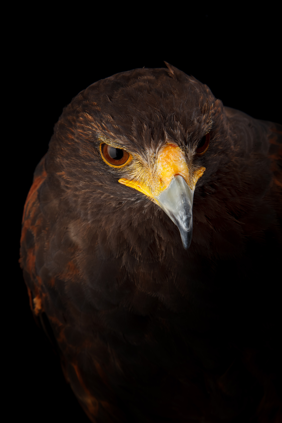 http://www.townandcountryfalconry.co.uk/wp-content/uploads/2016/12/Fotolia_99374140_Subscription_Monthly_M.jpg