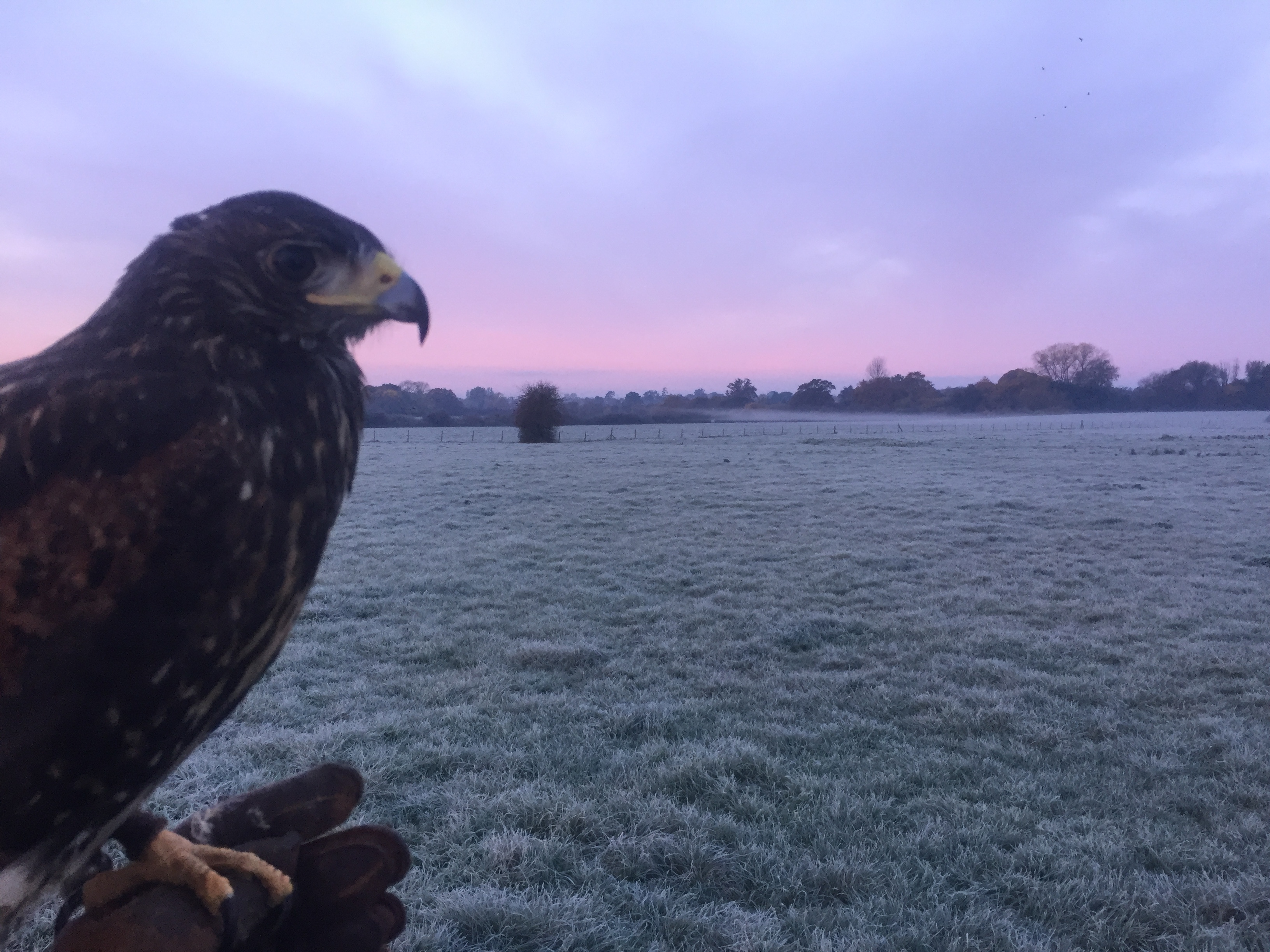 http://www.townandcountryfalconry.co.uk/wp-content/uploads/2016/12/IMG_7055.jpg