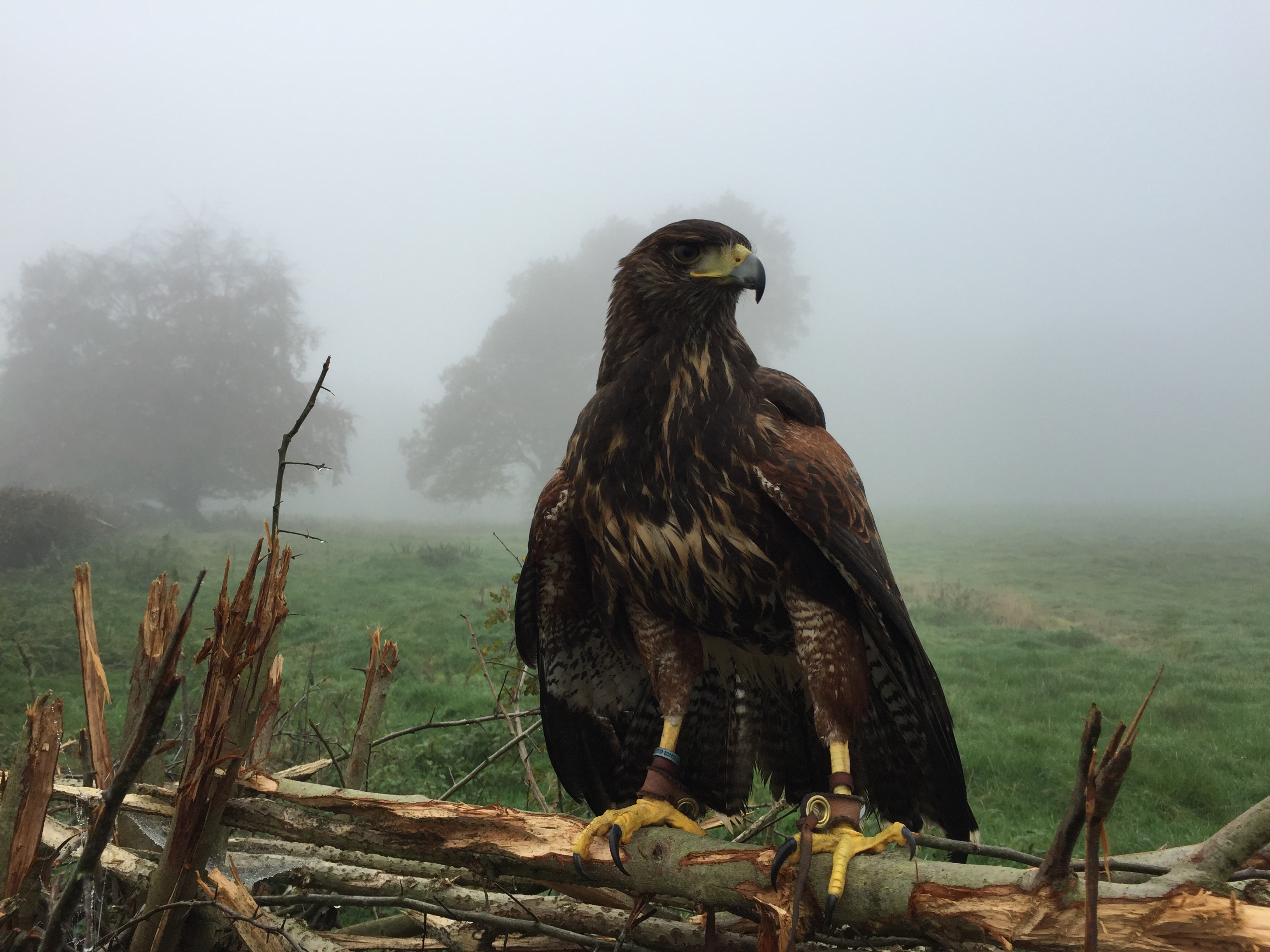 http://www.townandcountryfalconry.co.uk/wp-content/uploads/2017/01/IMG_1425.jpg