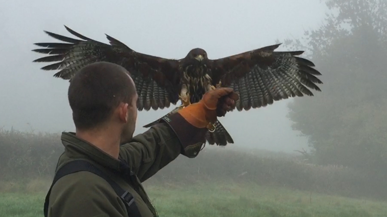 http://www.townandcountryfalconry.co.uk/wp-content/uploads/2017/01/IMG_1458.png