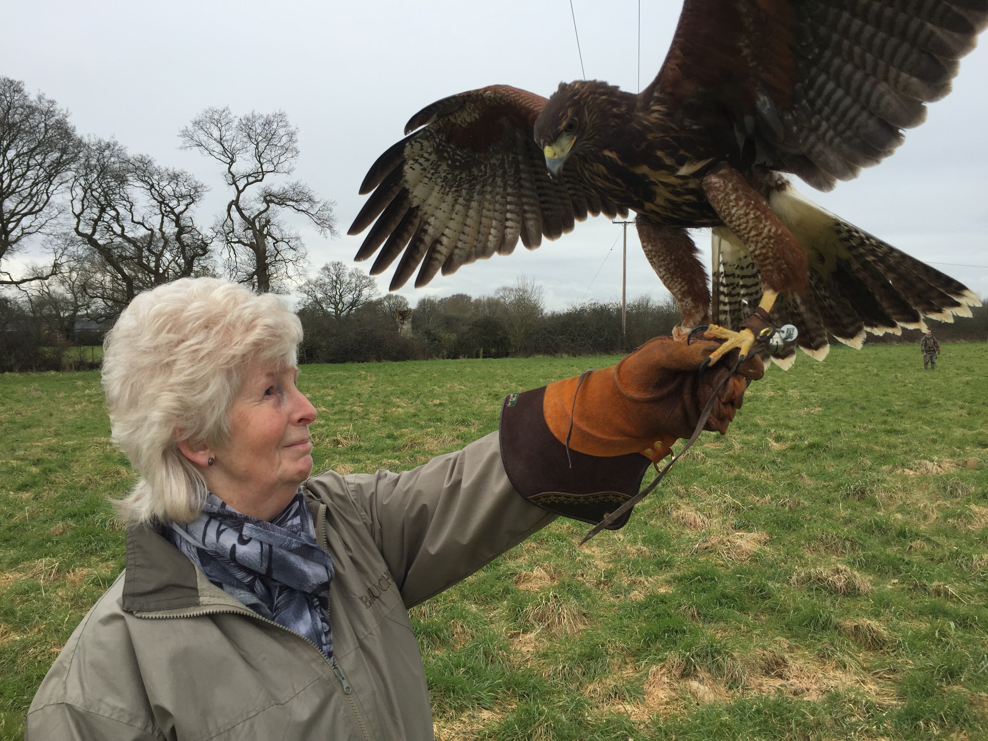 http://www.townandcountryfalconry.co.uk/wp-content/uploads/2017/01/IMG_3190.jpg